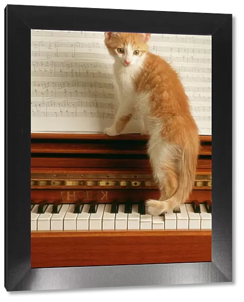 Cat Kitten on Piano