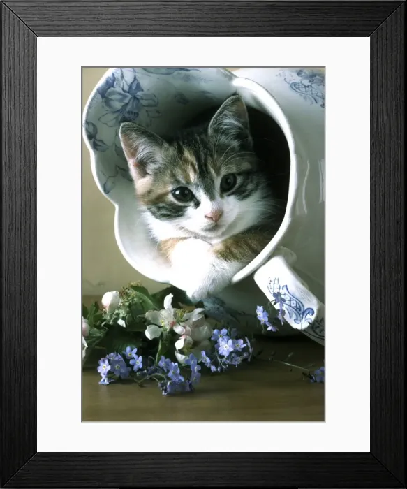 Framed Print : Kitten In jug Framed Print : Kitten In jug