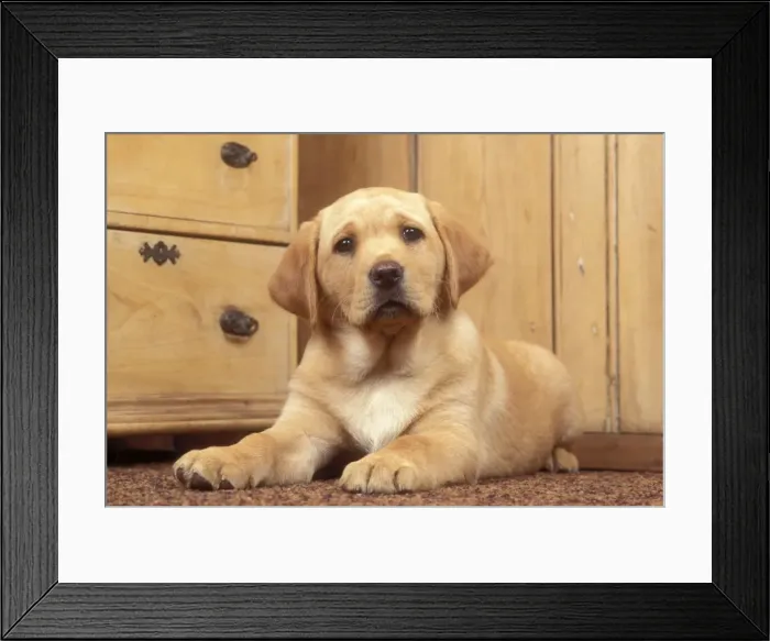 Framed Print : Labrador Retriever Dog Puppy Framed Print : Labrador Retriever Dog Puppy