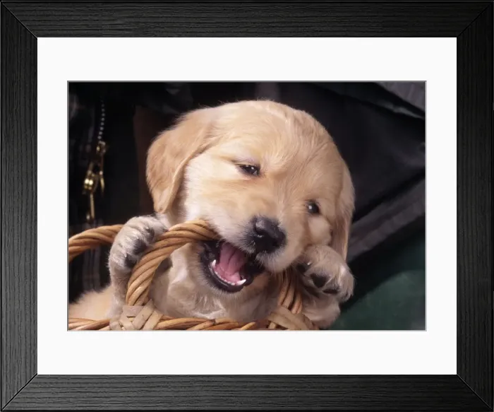 Framed Print : Golden Retriever Dog - Puppy chewing basket Framed Print : Golden Retriever Dog - Puppy chewing basket