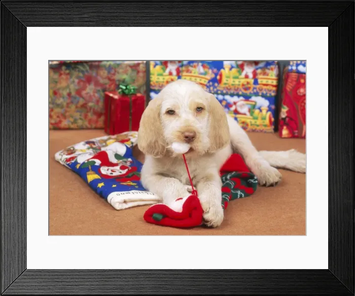 Framed Print : Spinone Dog - Puppy at Christmas Framed Print : Spinone Dog - Puppy at Christmas