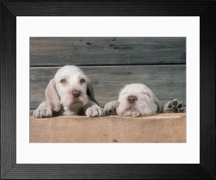 Framed Print : Spinone Dog Two puppies peering, one eyes closed Framed Print : Spinone Dog Two puppies peering, one eyes closed