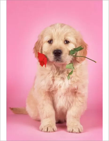 Golden Retriever Dog - puppy with rose