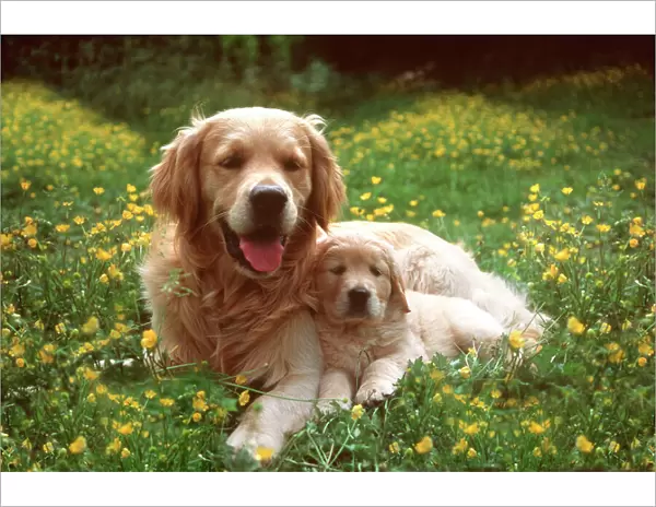 Golden Retriever Dog & Puppy