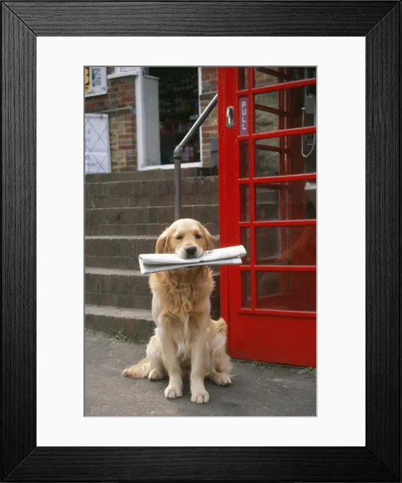 Framed Print : Golden Retriever Dog With newspaper Framed Print : Golden Retriever Dog With newspaper