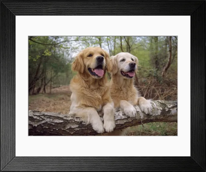 Framed Print : Golden Retriever Dog - x2 on log