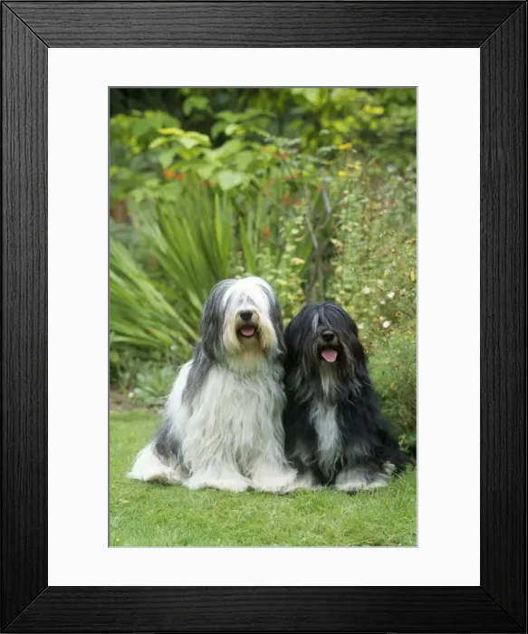 Framed Print : Polish Lowland Sheepdog - x2 Framed Print : Polish Lowland Sheepdog - x2