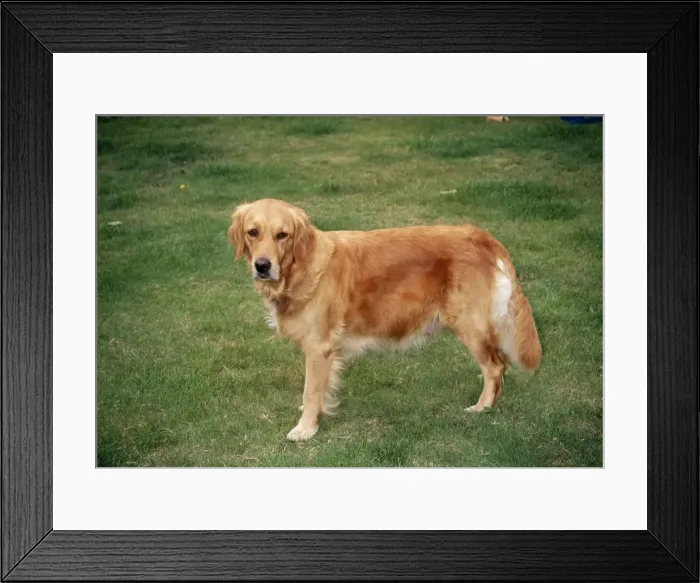 Framed Print : Golden Retriever Dog Pregnant Framed Print : Golden Retriever Dog Pregnant