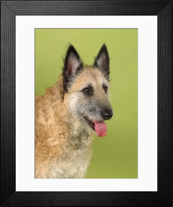 Framed Print : Laekenois Dog Framed Print : Laekenois Dog