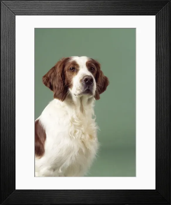 Framed Print : Irish Red & White Setter Dog Framed Print : Irish Red & White Setter Dog
