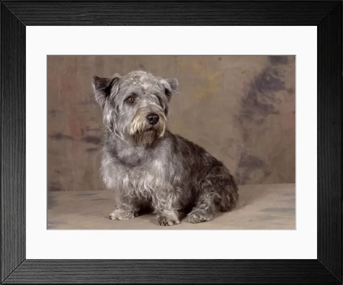 Framed Print : Dog - Glen of Imaal Terrier Dog Framed Print : Dog - Glen of Imaal Terrier Dog
