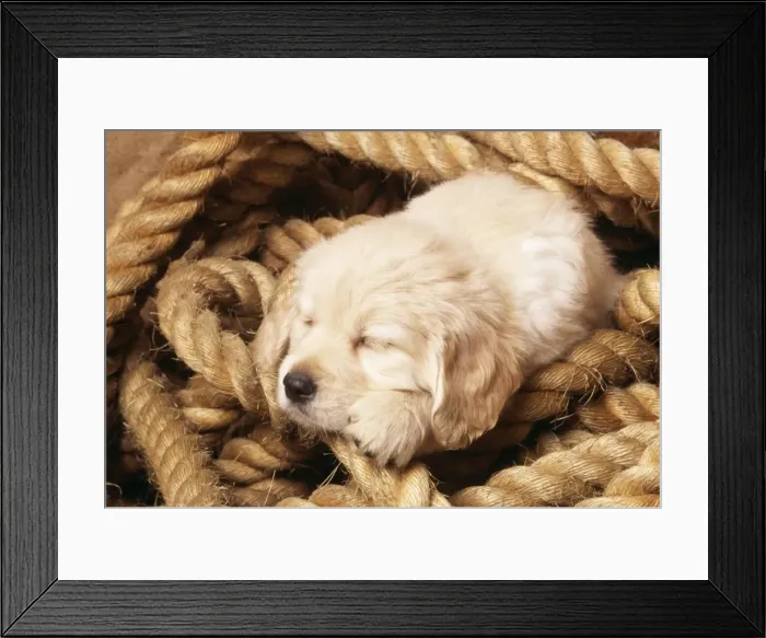 Framed Print : Golden Retriever Dog Puppy sleeping Framed Print : Golden Retriever Dog Puppy sleeping