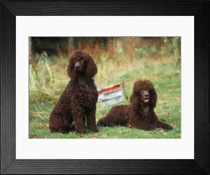 Framed Print : Irish Water Spaniel Dog Framed Print : Irish Water Spaniel Dog