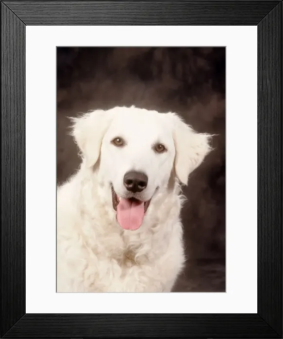 Framed Print : Kuvaz - Dog JD 8397E © John Daniels / ardea. com Framed Print : Kuvaz - Dog JD 8397E © John Daniels / ardea. com