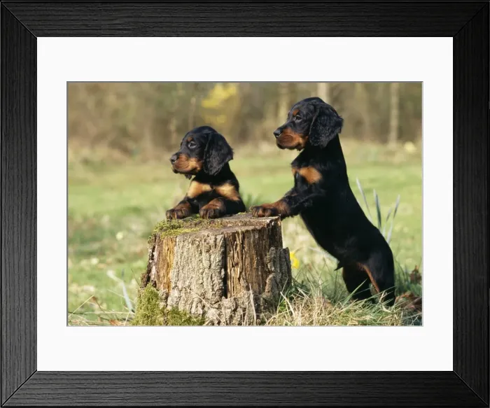 Framed Print : Gordon Setters Dog Puppies Framed Print : Gordon Setters Dog Puppies