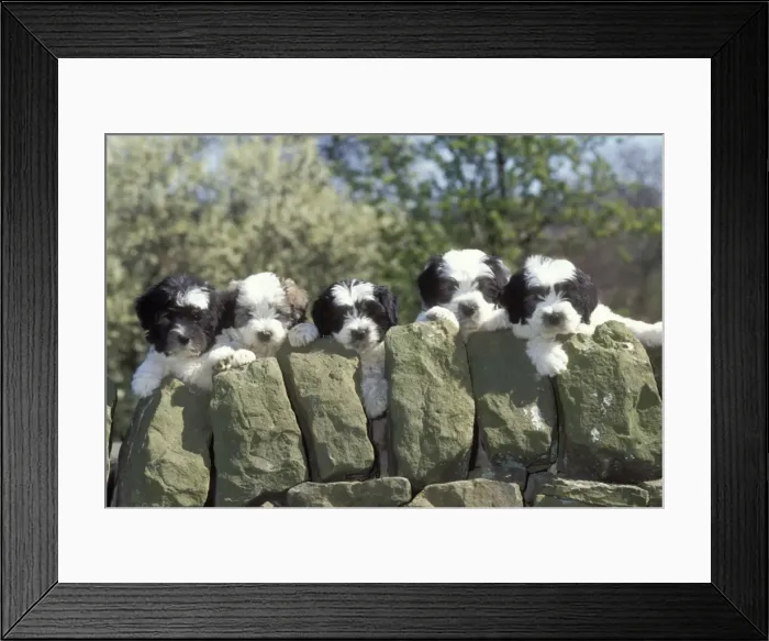 Framed Print : Polish Lowland Sheepdog Five puppies peer over wall Framed Print : Polish Lowland Sheepdog Five puppies peer over wall