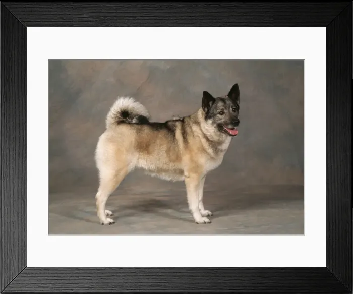Framed Print : Norwegian Elkhound Dog Framed Print : Norwegian Elkhound Dog