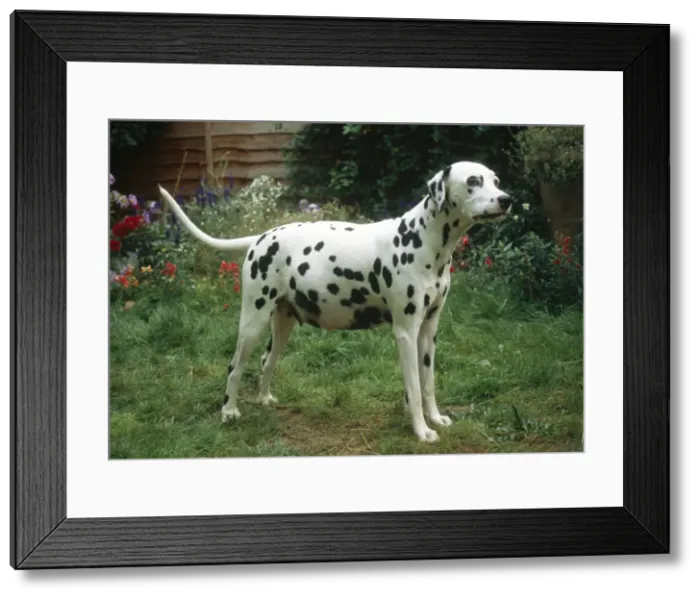 Framed Print : Dalmatian Dog Pergnant Framed Print : Dalmatian Dog Pergnant
