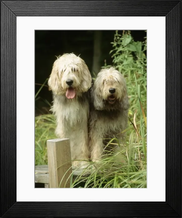 Framed Print : Dogs - Otterhound Dogs sitting together Framed Print : Dogs - Otterhound Dogs sitting together