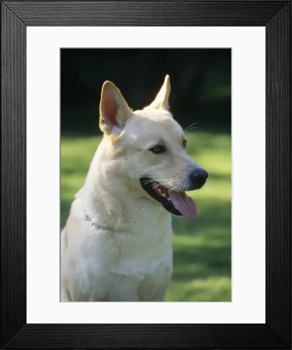 Framed Print : Canaan Dog Framed Print : Canaan Dog