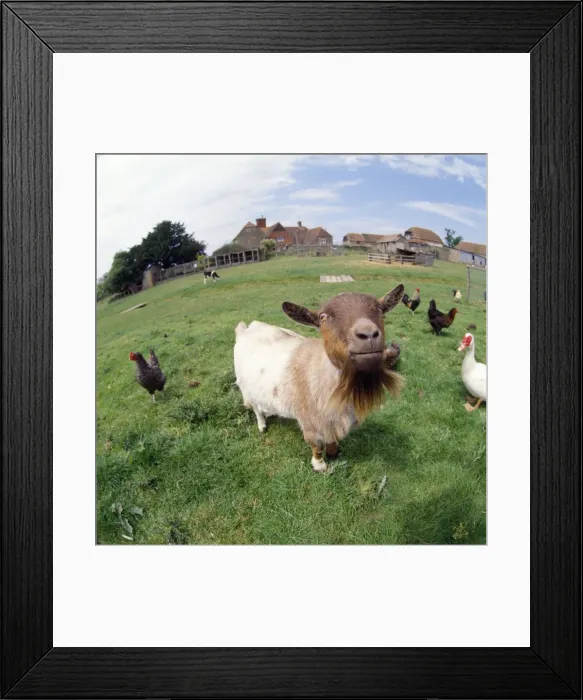 Framed Print : Goat - on farm Framed Print : Goat - on farm