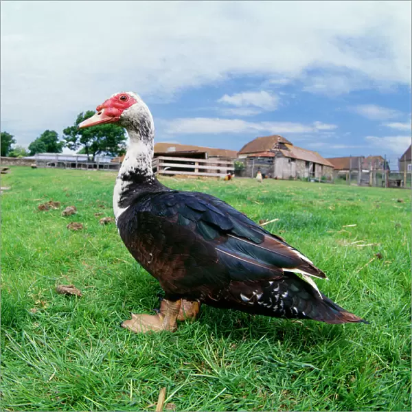 Muscovy Duck - In field with farm