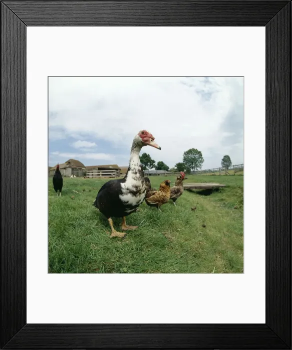 Framed Print : Domestic Muscovy Duck in farm yard Framed Print : Domestic Muscovy Duck in farm yard