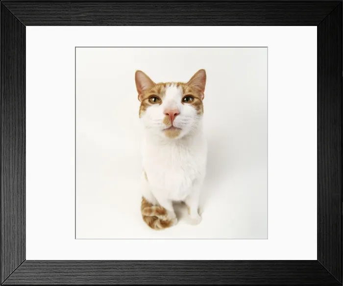 Framed Print : Ginger & White Cat Framed Print : Ginger & White Cat