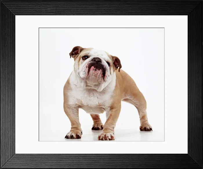 Framed Print : Bulldog. JD-9439E-m. Bulldog. In studio. John Daniels Framed Print : Bulldog. JD-9439E-m. Bulldog. In studio. John Daniels