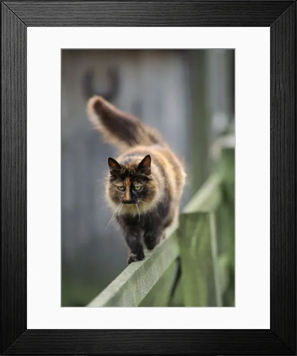 Framed Print : Farm Cat - Walking on fence