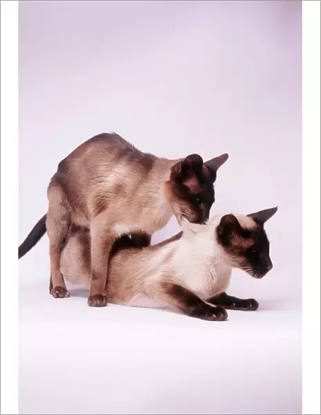 JD 9477. JD-9477. Siamese cats - mating. John Daniels