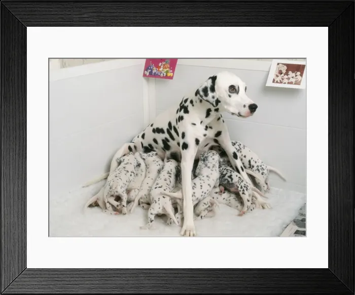 Framed Print : Dalmatian Dog whelping Mother with puppies Framed Print : Dalmatian Dog whelping Mother with puppies