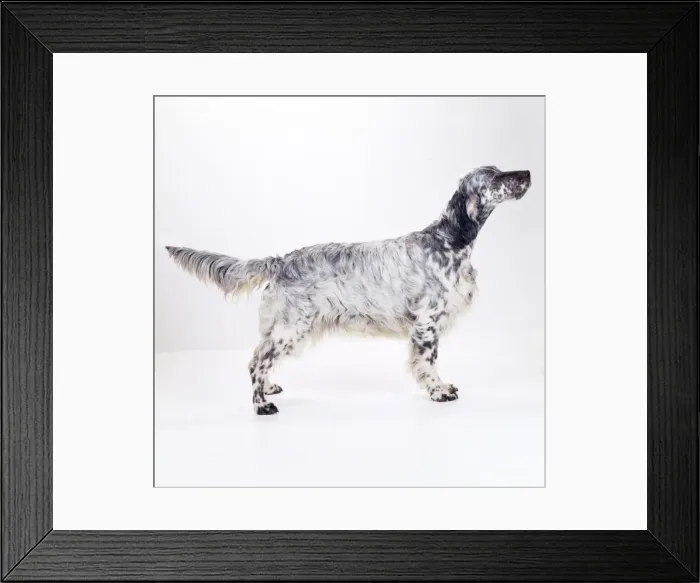 Framed Print : English Setter Dog Framed Print : English Setter Dog