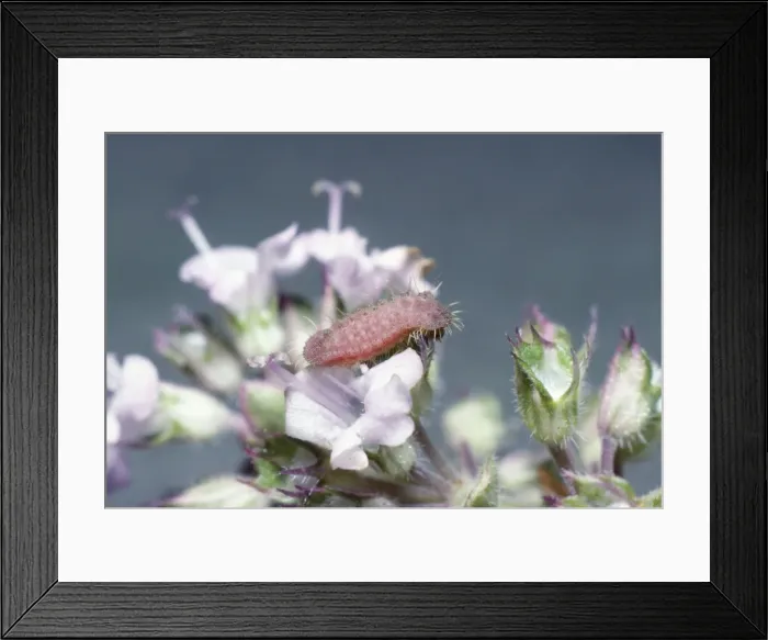 Framed Print : Large Blue Butterfly Larva - on thyme flowers Framed Print : Large Blue Butterfly Larva - on thyme flowers