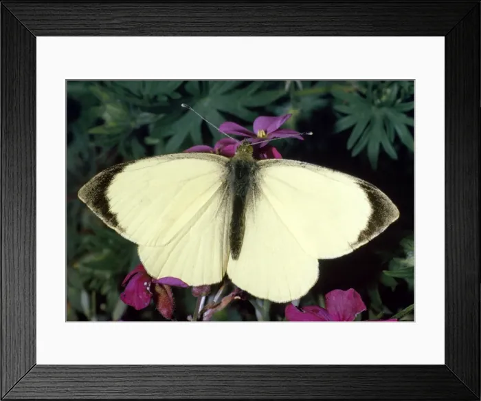 Framed Print : Large White Butterfly - male Distribution: UK & Ireland. Occurs throughout Europe & North Africa & extends across Asia to Himalayas Framed Print : Large White Butterfly - male Distribution: UK & Ireland. Occurs throughout Europe & North Africa & extends across Asia to Himalayas