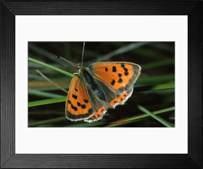Framed Print : Small Copper Butterfly Framed Print : Small Copper Butterfly
