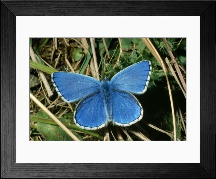 Framed Print : Adonis Blue Butterfly - female resting by dull weather Framed Print : Adonis Blue Butterfly - female resting by dull weather