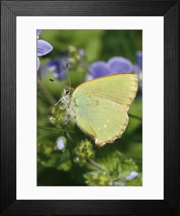 Framed Print : Green Hairstreak Butterfly Distribution: Throughout Europe, parts of North Africa & across Asia to Siberia. Found in UK & has wide distribution in Scotland, Wales & Ireland Framed Print : Green Hairstreak Butterfly Distribution: Throughout Europe, parts of North Africa & across Asia to Siberia. Found in UK & has wide distribution in Scotland, Wales & Ireland