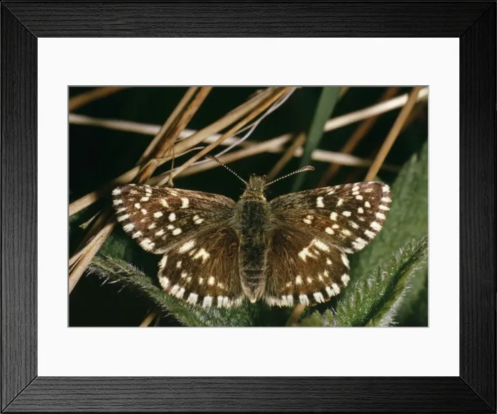 Framed Print : Grizzled Skipper Butterfly Distribution: Southern UK, widely found in Europe Framed Print : Grizzled Skipper Butterfly Distribution: Southern UK, widely found in Europe