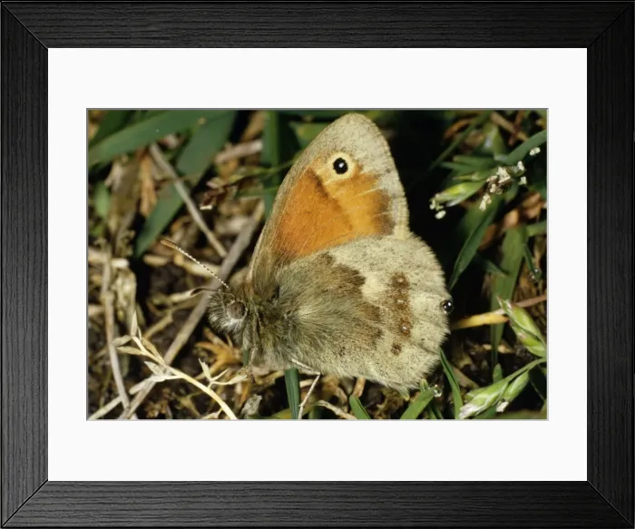 Framed Print : Small Heath Butterfly Framed Print : Small Heath Butterfly