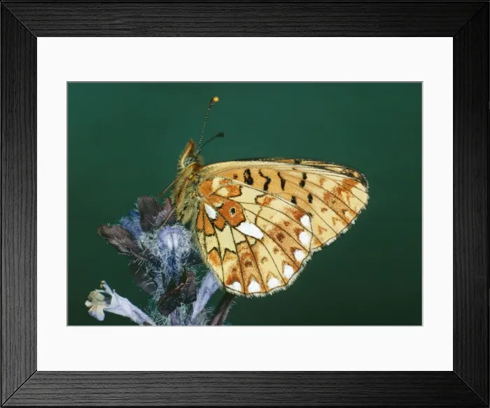 Framed Print : Pearl-bordered Fritillary Butterfly JLM 506 Arqynnis euphrosyne © J. L. Mason / ardea. com Framed Print : Pearl-bordered Fritillary Butterfly JLM 506 Arqynnis euphrosyne © J. L. Mason / ardea. com