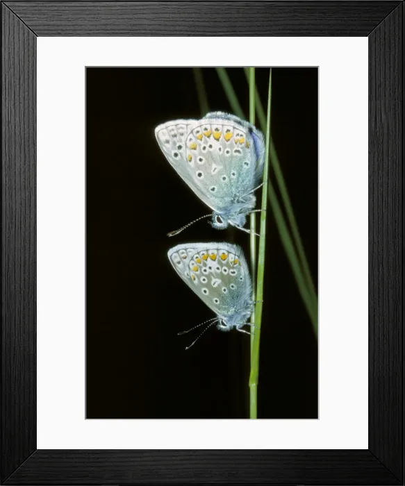Framed Print : Common Blue Butterfly Framed Print : Common Blue Butterfly