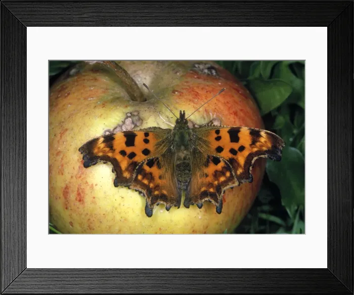 Framed Print : Comma Butterfly Framed Print : Comma Butterfly