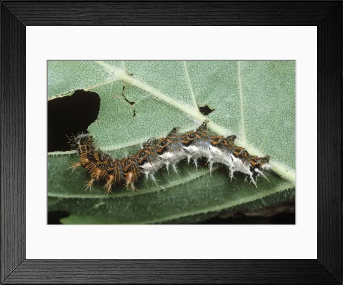 Framed Print : Comma Butterfly - larvae / Caterpillar eating leaf Framed Print : Comma Butterfly - larvae / Caterpillar eating leaf