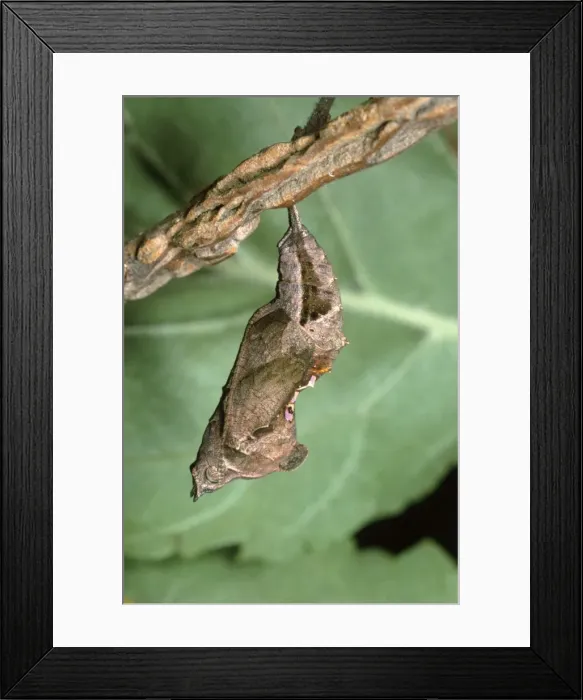 Framed Print : Comma Butterfly - chrysalis