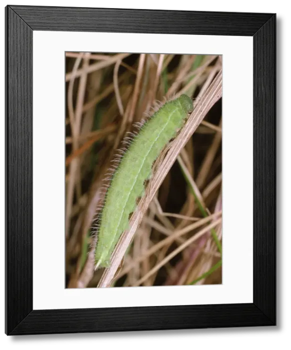 Framed Print : Meadow Brown Butterfly - larvae Framed Print : Meadow Brown Butterfly - larvae