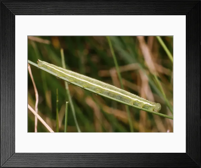 Framed Print : Large Heath Butterfly - larvae Framed Print : Large Heath Butterfly - larvae