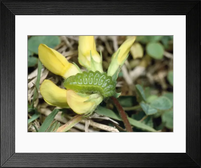 Framed Print : Common Blue Butterfly - Larvae