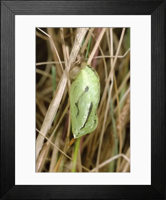 Framed Print : Meadow Brown Butterfly - pupa Framed Print : Meadow Brown Butterfly - pupa