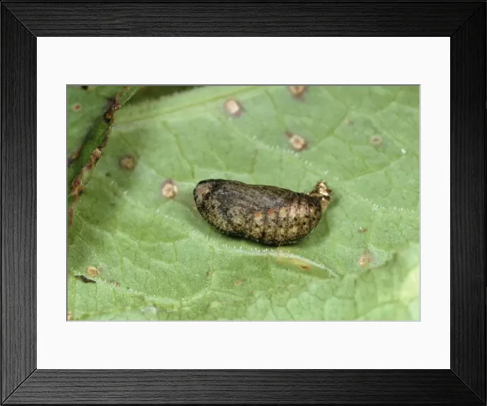Framed Print : Small Copper Butterfly - pupa Framed Print : Small Copper Butterfly - pupa